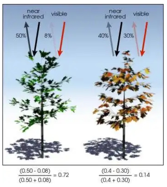 Science Popularization | NDVI (Normalized Vegetation Index)